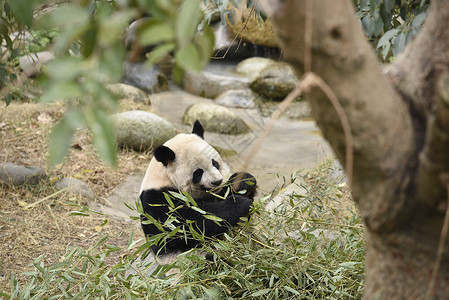 爬树熊猫背景
