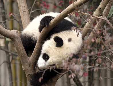 熊猫吃好睡好高清图片