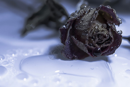 枯萎玫瑰水滴背景背景图片