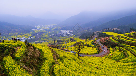 婺源油菜花梯田高清图片