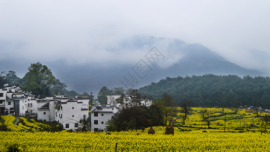 婺源最美油菜花背景图片