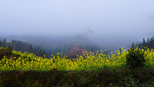 婺源最美油菜花背景图片