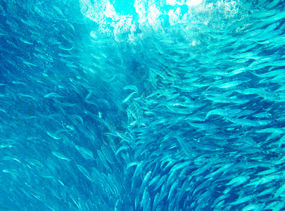 沙丁鱼风暴水下珊瑚海高清图片