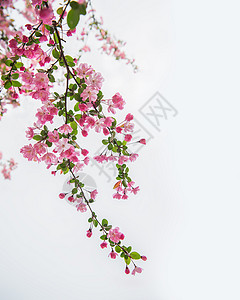 春季装饰一树海棠背景