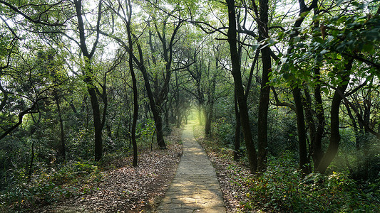 湖南株洲石峰公园森林步道图片