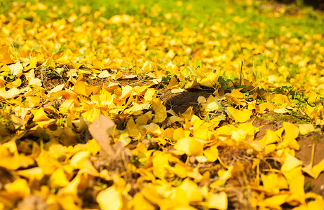 秋天的银杏叶树林高清图片素材