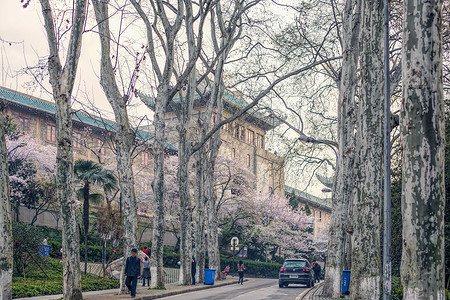 武汉大学樱花季图片