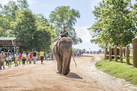 斯里兰卡大象孤儿院图片素材