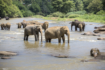 大象动物斯里兰卡大象孤儿院背景