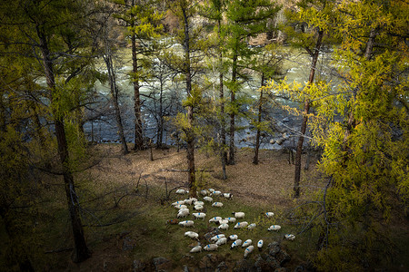 草原大峡谷里的羊群图片