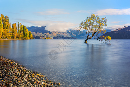 水中树新西兰瓦纳卡湖风光背景