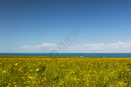 秋天的油菜花和青海湖高清图片