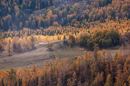 新疆禾木秋色黄叶白桦林光影高清图片素材