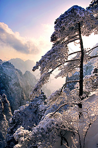 冬季黄山黄山迎客松背景