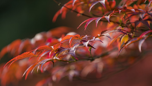 红枫树叶背景图片