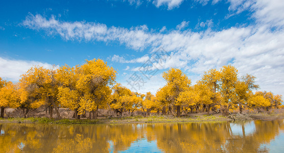 金色美丽圆环胡杨倒影背景