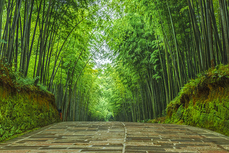 绿色翡翠幽静的蜀南竹海竹林石板路背景