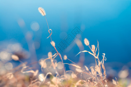 绚丽蓝色光斑毛毛草蓝色背景素材背景