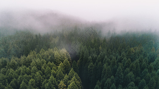 高空清洗迷雾森林背景
