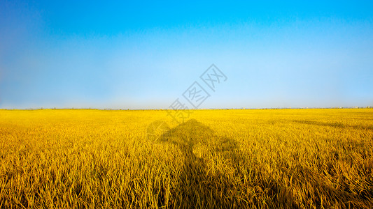 金色唯美漂浮芒种时节的金色的稻田背景