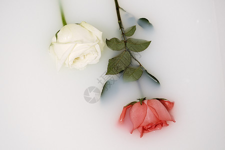 牛奶中的红玫瑰与白玫瑰背景图片