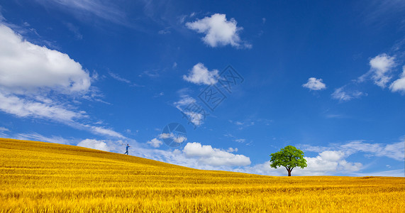 农村农民芒种时节金色麦田背景