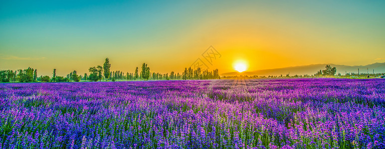 花海背景薰衣草庄园的落日背景