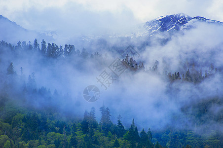 路树林山云雾背景