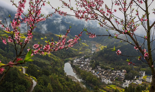 红桃花春天来了田野桃花红了背景