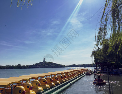 白塔寺公园的小黄鸭游船图片