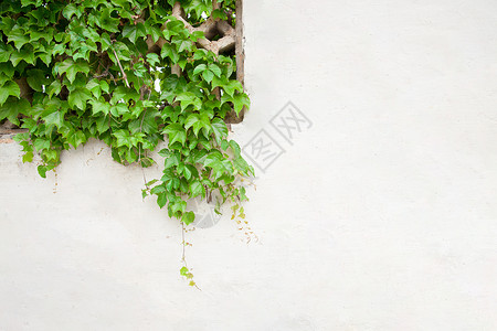 墙上的爬山虎绿植背景图片