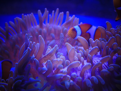 珊瑚背景图片