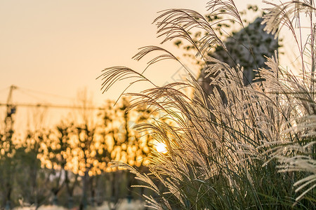 夕阳下的芦苇背景图片