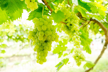 葡萄成熟丰收葡萄背景