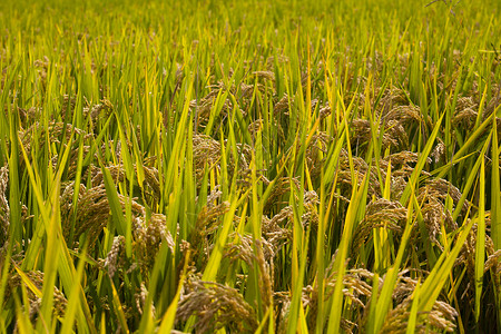 芒种时节丰收稻谷高清图片