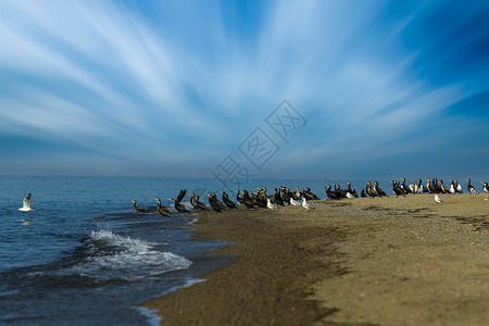 青海湖鸟岛飞翔企鹅图片素材