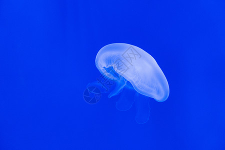 海中水母背景图片