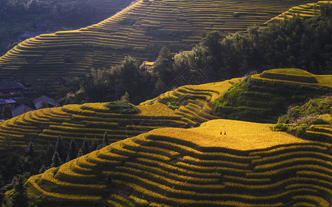 龙脊梯田背景