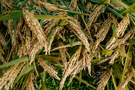 饱满稻谷成熟的水稻背景