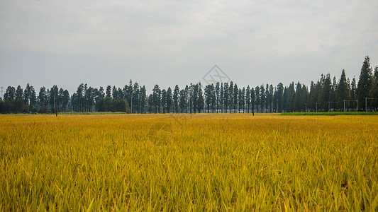 饱满稻谷收获的水稻田背景