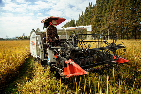 机器收割芒种时节收割水稻背景