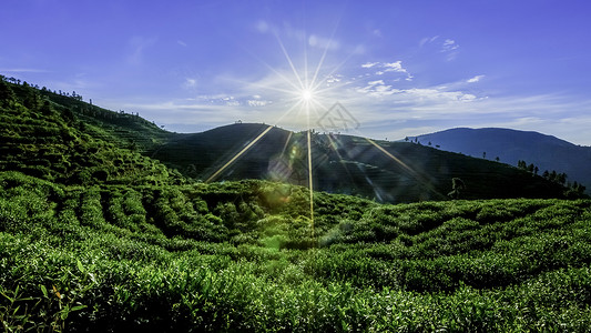 阳光照耀山茶园图片