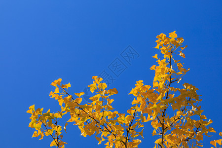 树叶泛黄深秋的杏叶背景