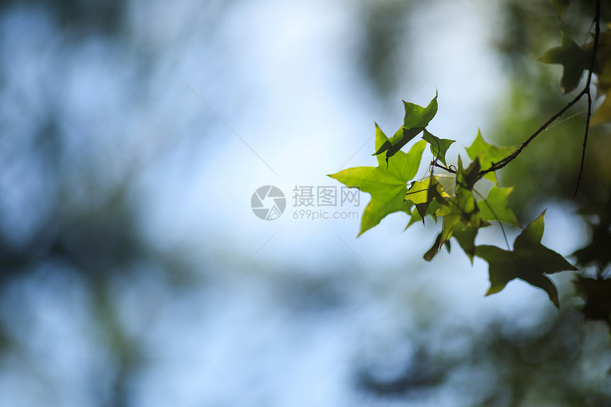 深秋的枫叶图片