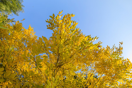 深秋泛黄的树叶背景图片