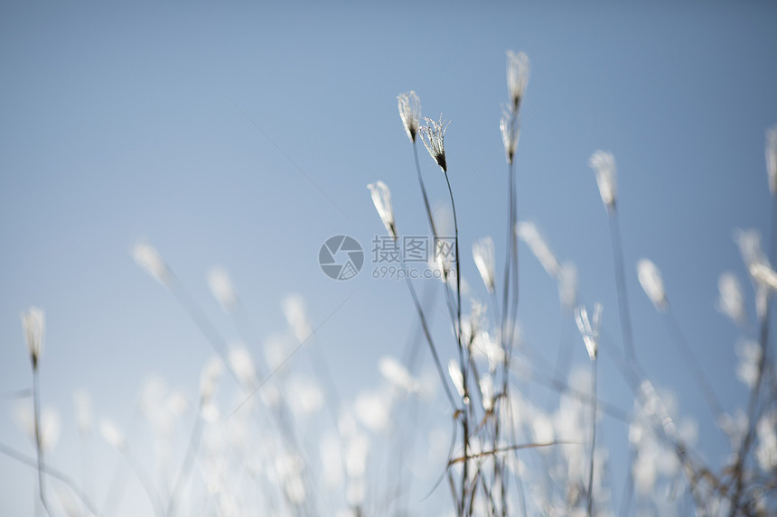 唯美的小花小草图片