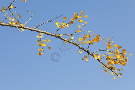 深秋的杏叶背景图片
