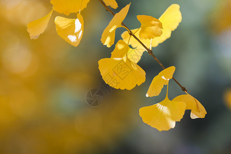 深秋的杏叶树叶深秋高清图片