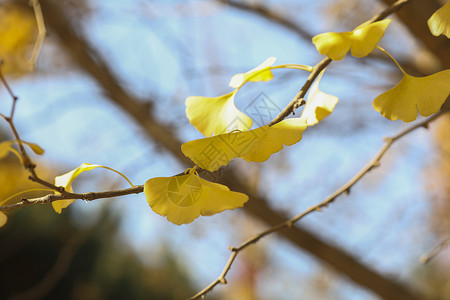 深秋的杏叶背景图片