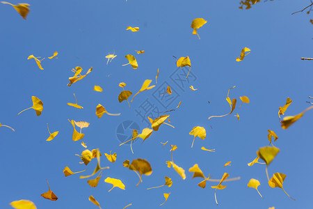 飞舞黄色花瓣深秋的杏叶背景